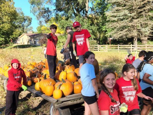 Pumpkin harvest